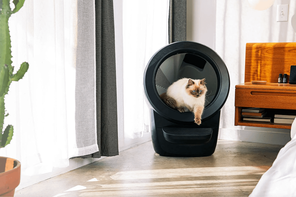 Ragdoll cat in Litter-Robot 4 self cleaning litter box