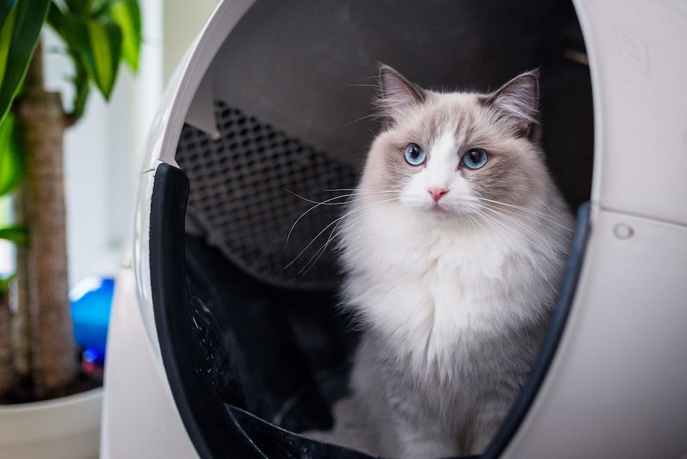 Ragdoll cat using Litter-Robot