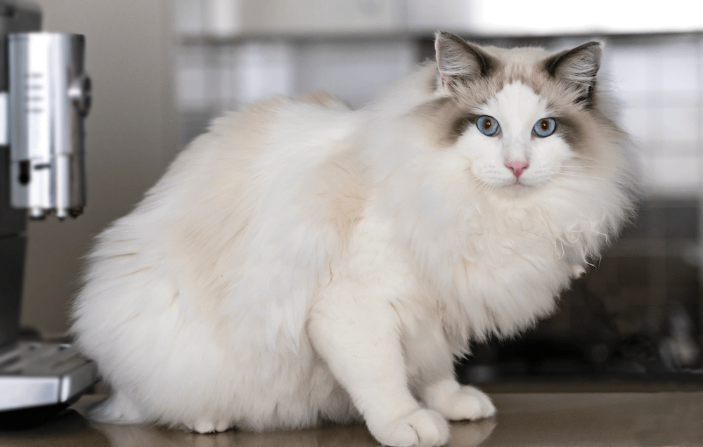 Ragdoll cat