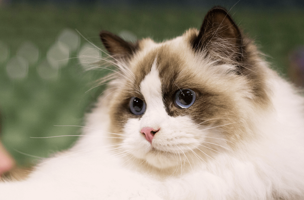 Ragdoll cat