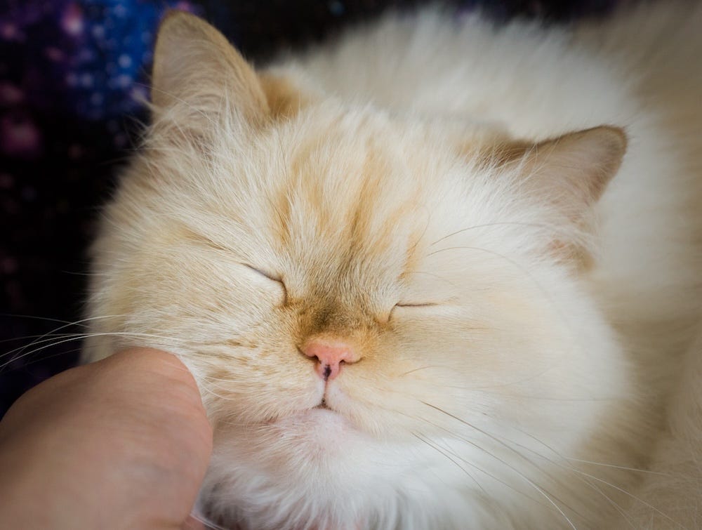 red flame point himalayan cat color or himalayan orange cat