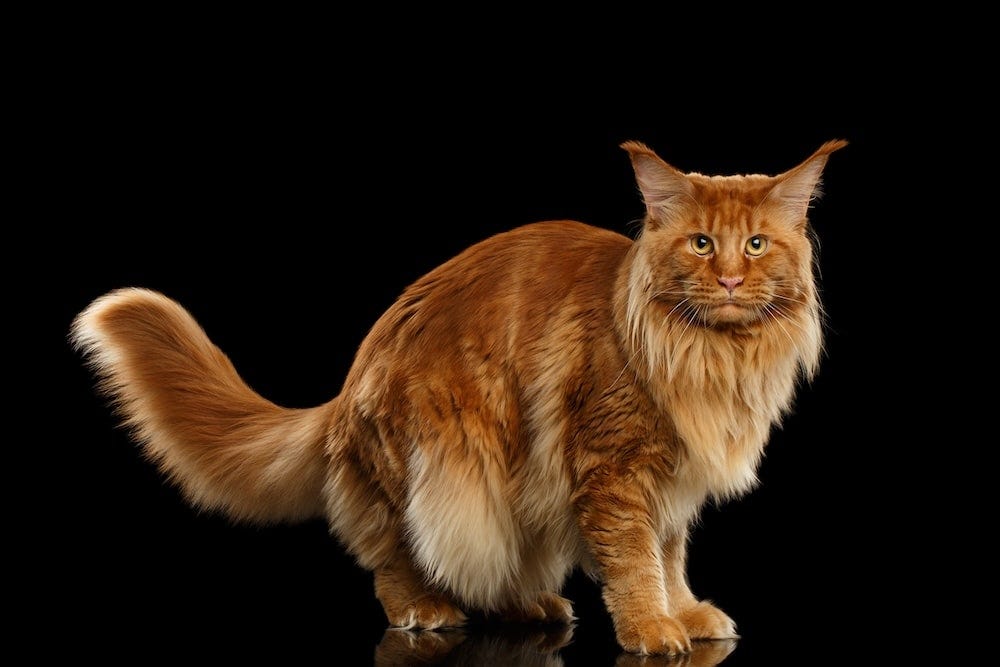 Maine Coon Colors - Red Maine Coon