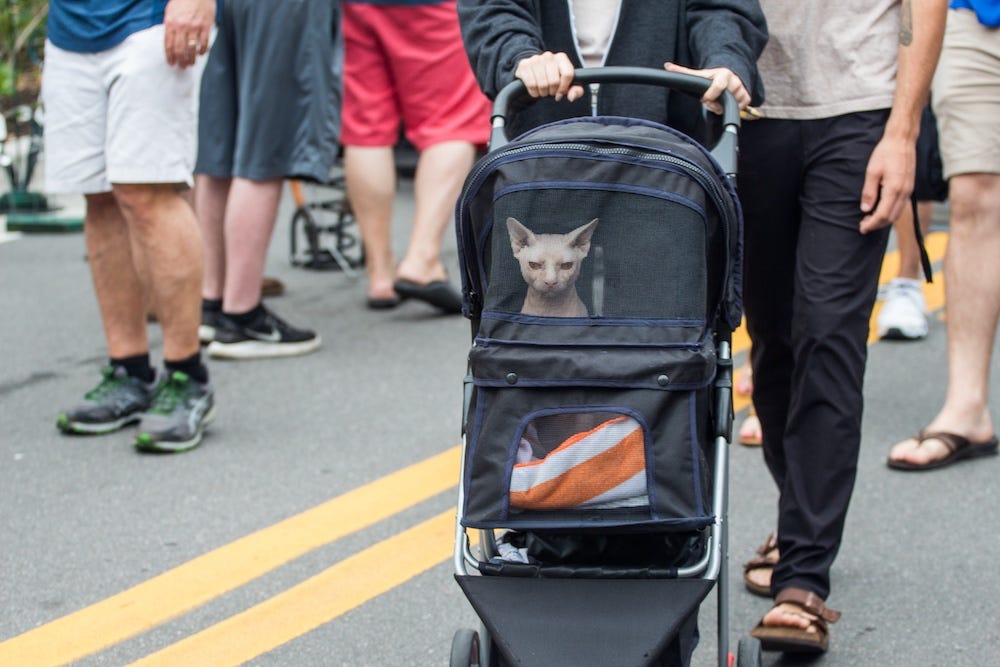 Sphynx cat in rolling carrier cat stroller