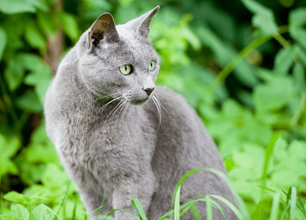 Russian Blue cat outdoors