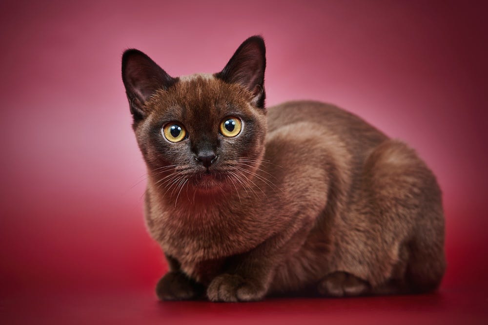 sable burmese cat color