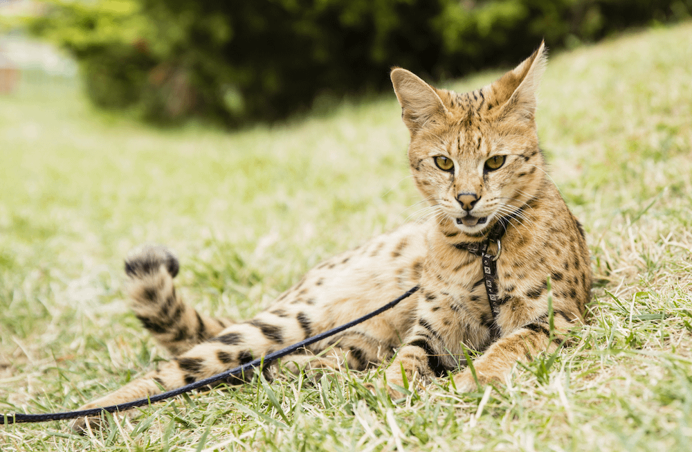 Savannah cat on a leash in grass
