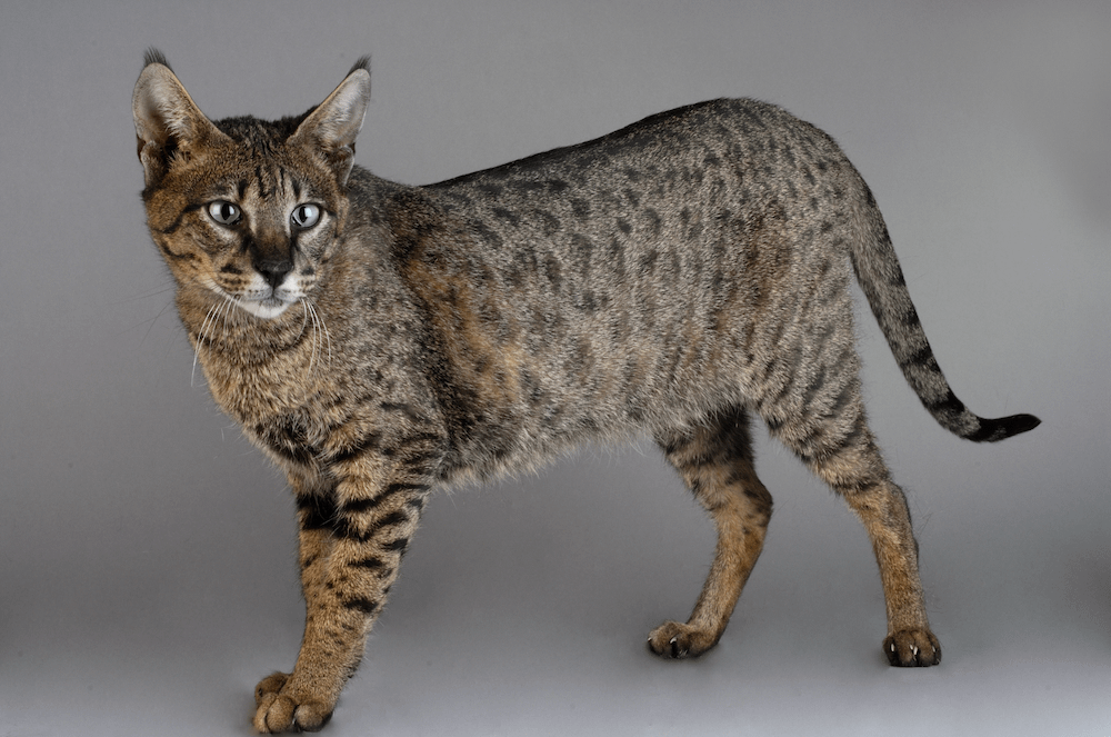Savannah cat