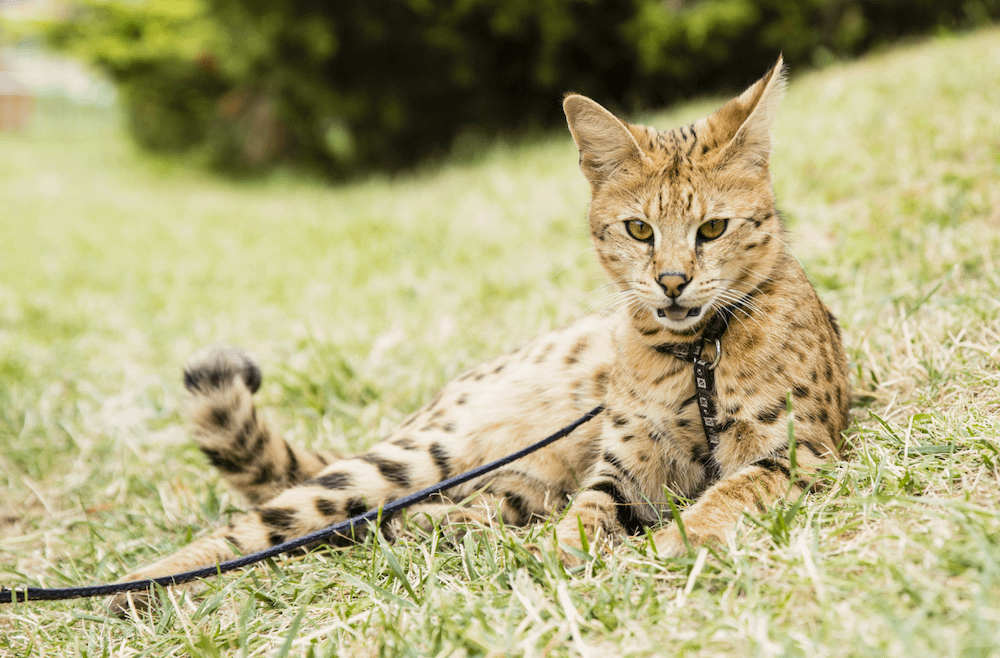 Savannah cat on leash
