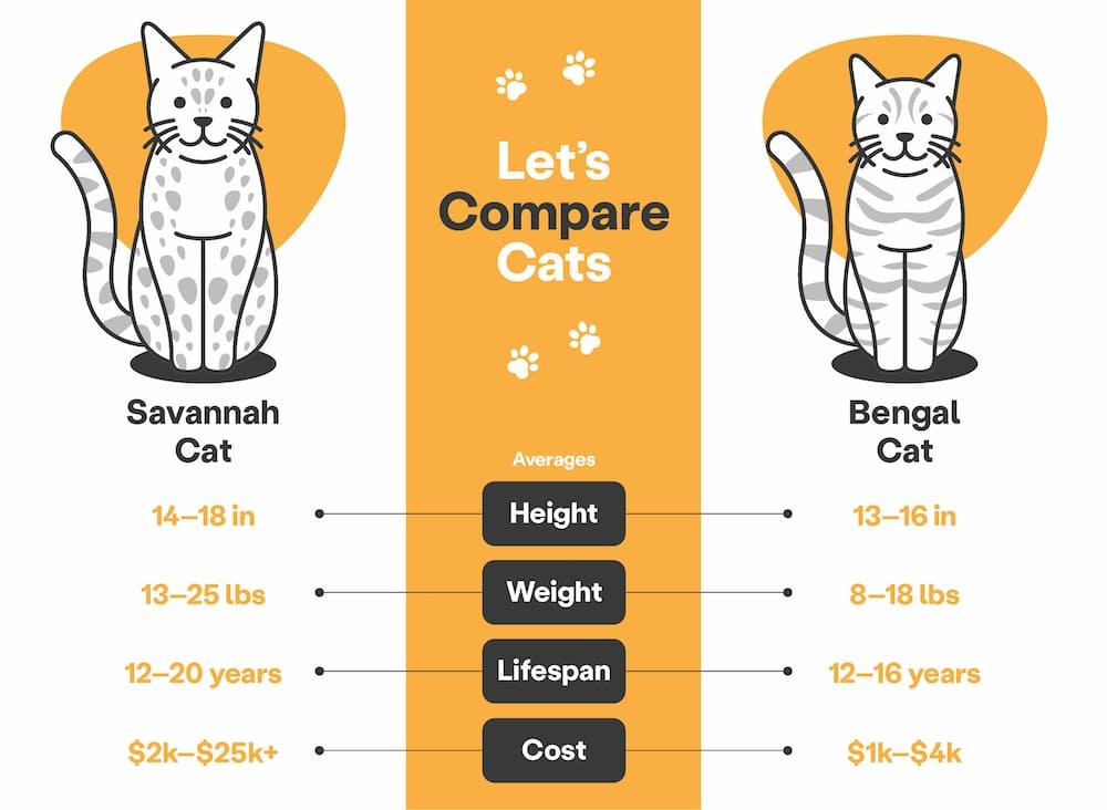 savannah cat size and lifespan compared to a regular cat chart