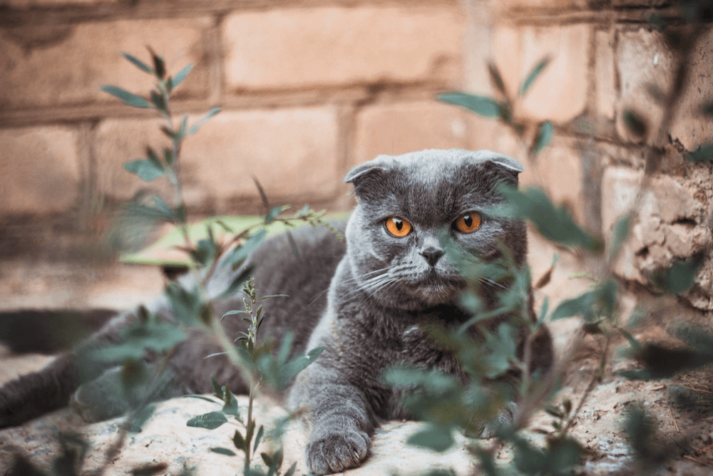 Scottish Fold cat outdoors