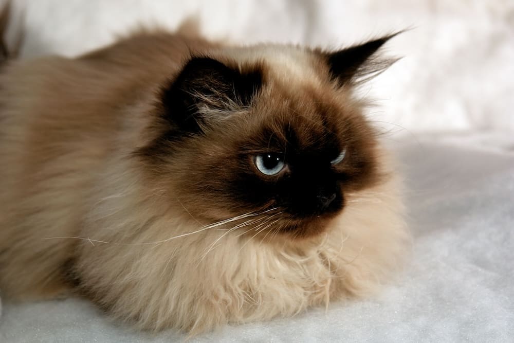 seal point himalayan cat color
