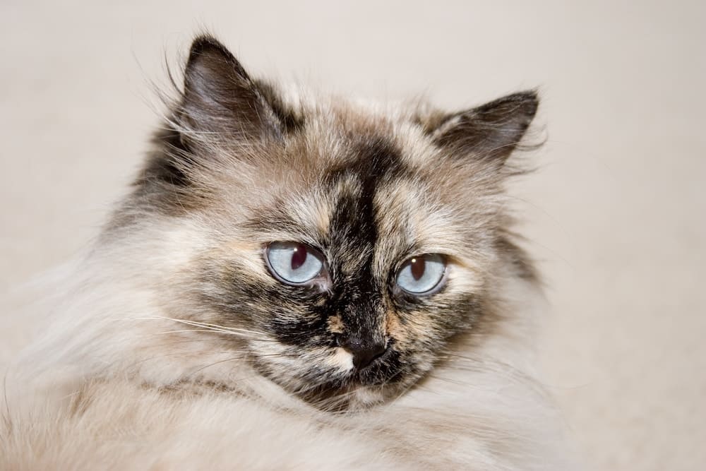 seal tortoiseshell himalayan cat color