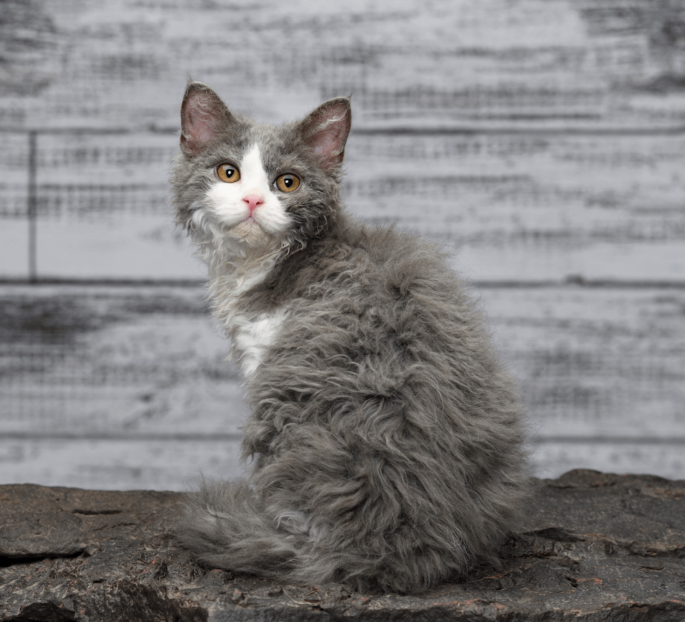 grey and white long-haired Selkirk Rex cat with curly hair