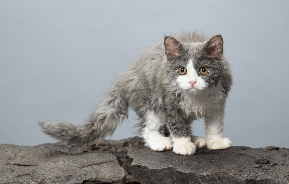 Selkirk Rex cat