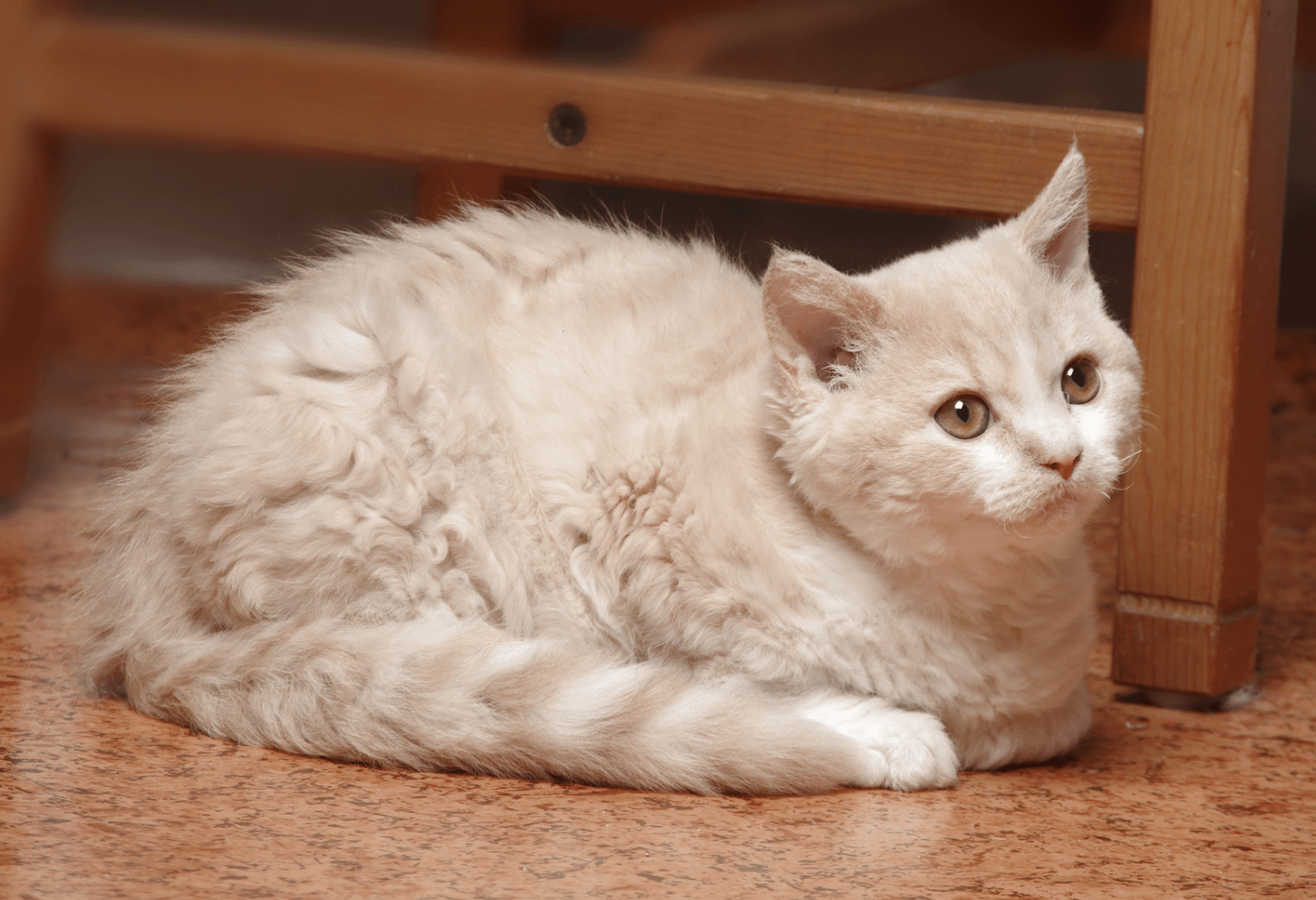 cream tabby Selkirk Rex cat with curly hair