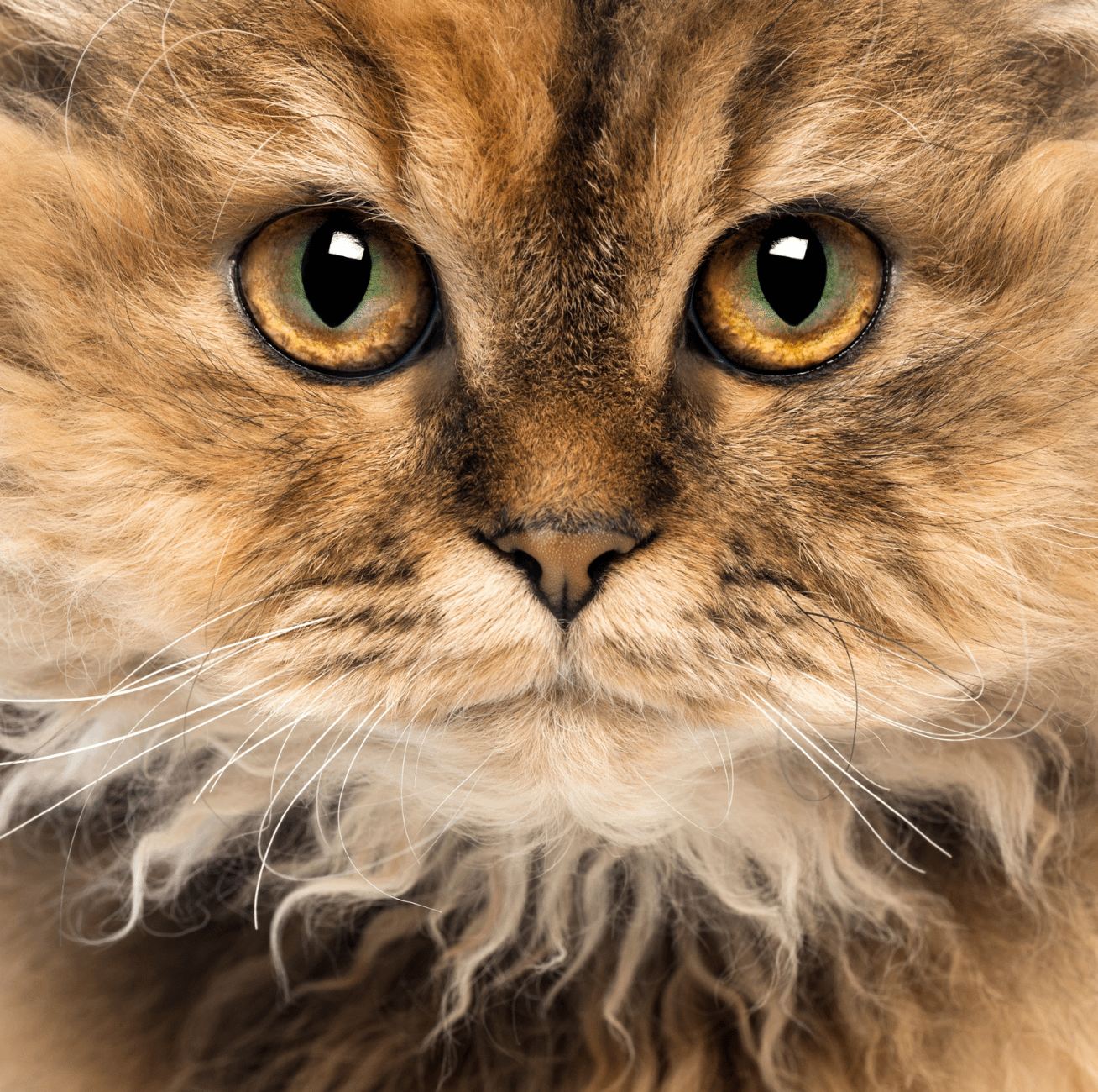 closeup of brown Selkirk Rex cat face featuring curly hair