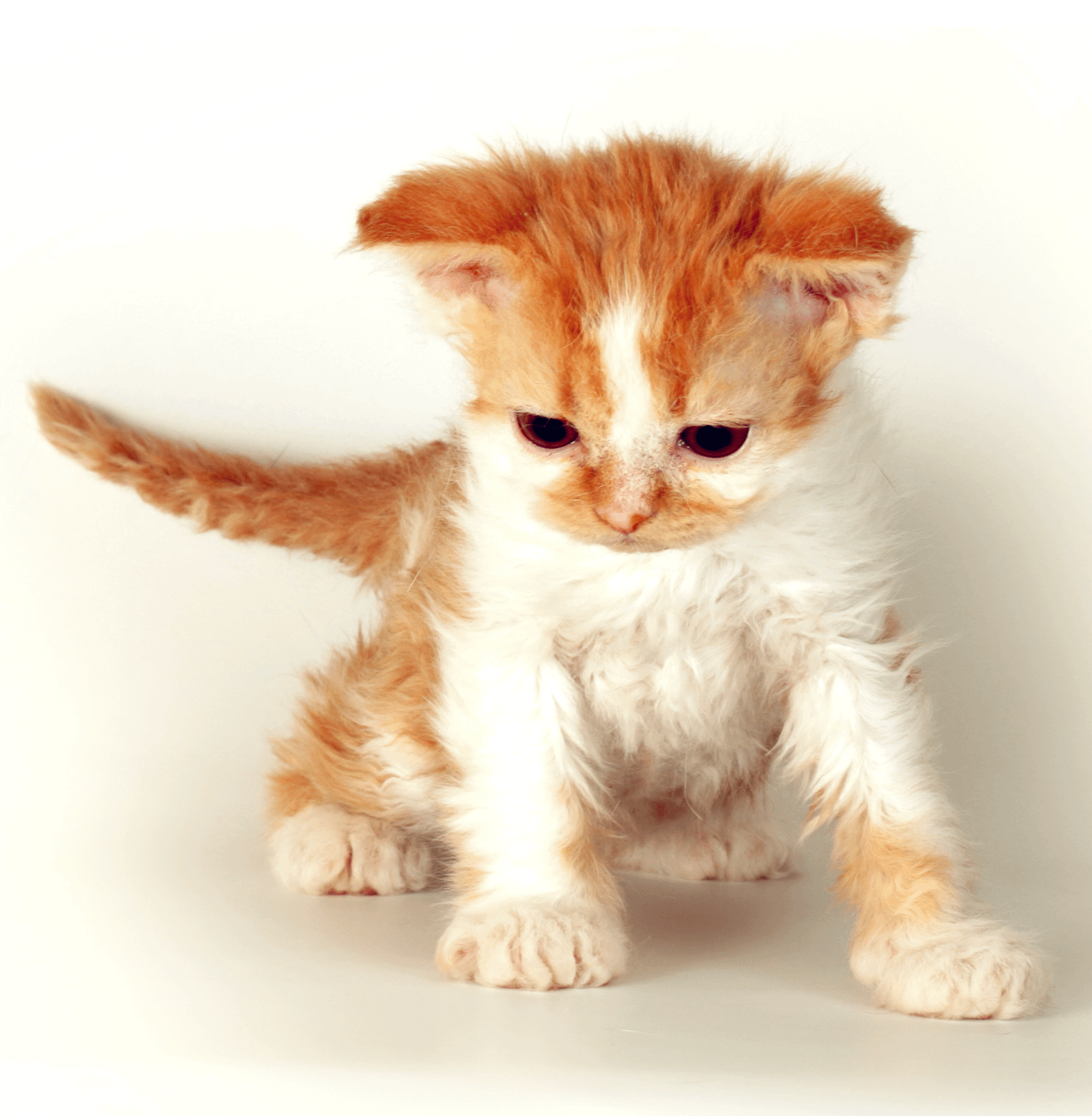 orange tabby Selkirk Rex kitten with curly hair