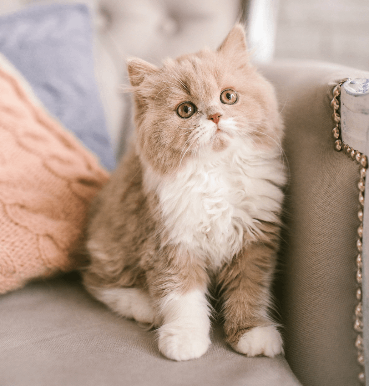 cream long-haired Selkirk Rex kitten