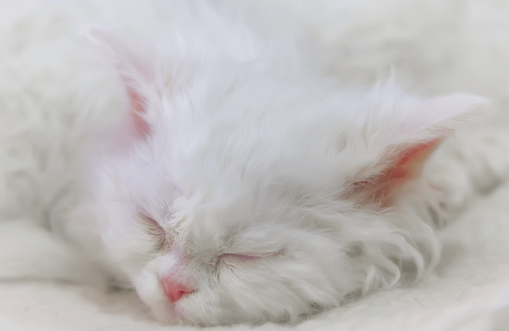 Selkirk Rex cat sleeping - lazy cat breed