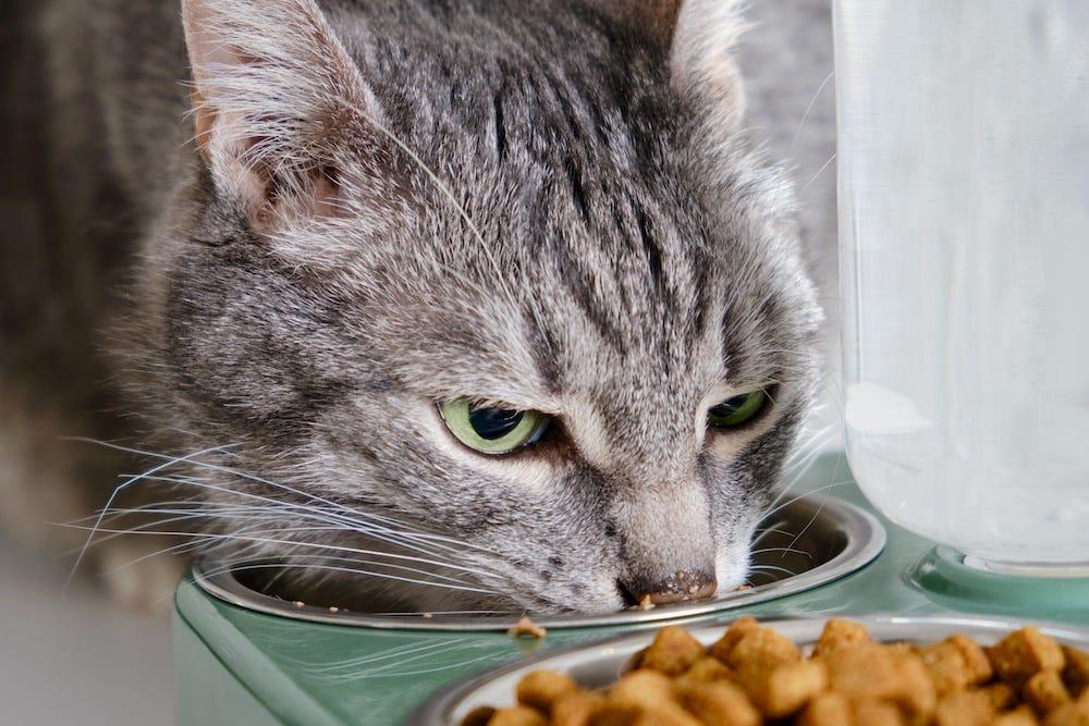 grey tabby senior cat eating dry food