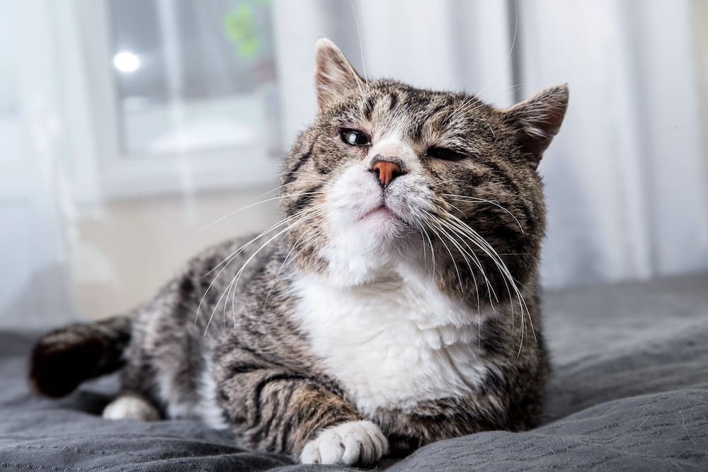 Elderly cat not using litter box best sale