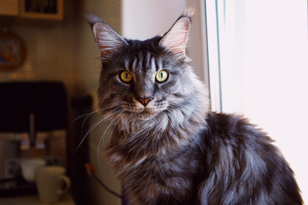 Maine Coon calm cat breed