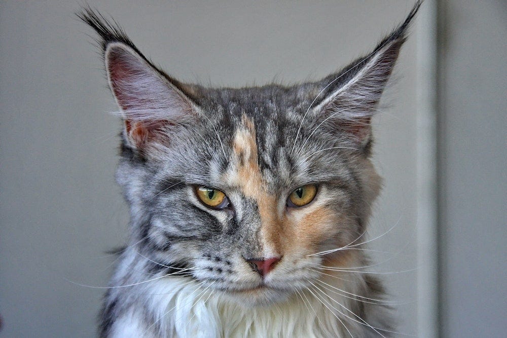 Maine Coon cat