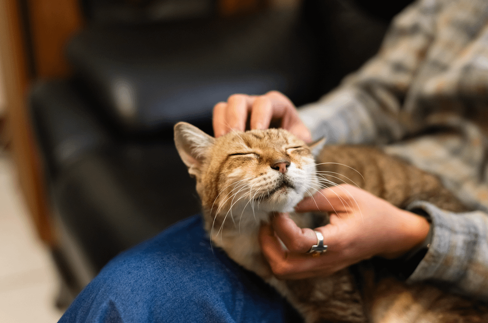 tabby lap cat getting pet