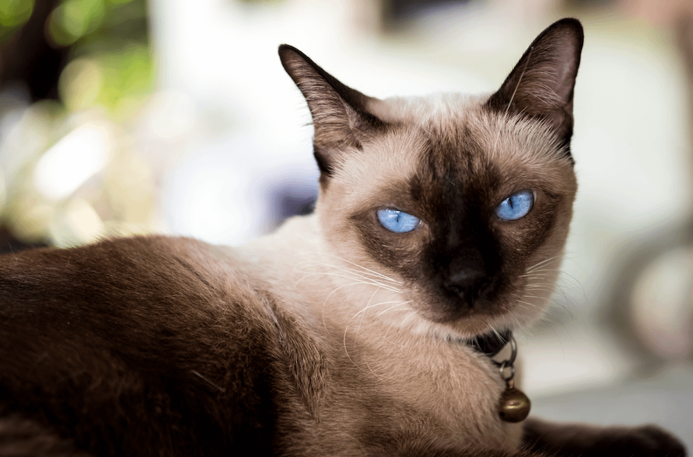 Siamese - most affectionate cat breeds