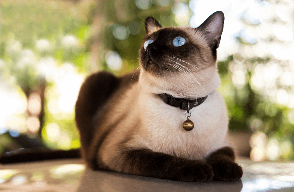 Siamese cat sitting on table outdoors