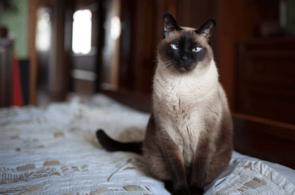 Seal point cat with blue eyes