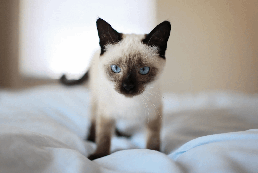young Siamese cat