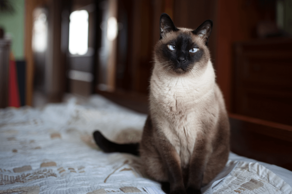 Siamese cat - friendliest cat breeds