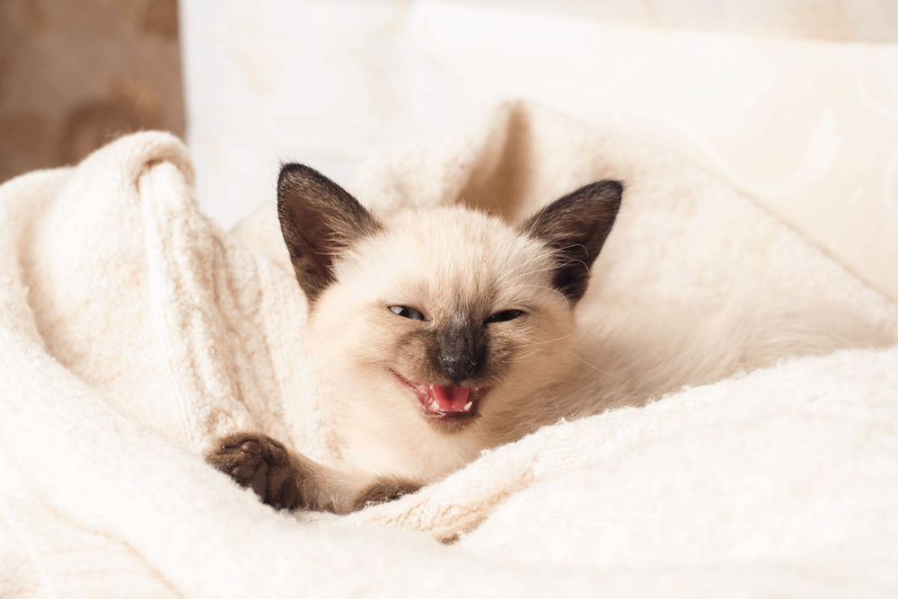Siamese kitten meowing