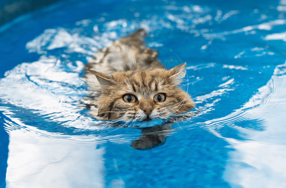 Cat water discount