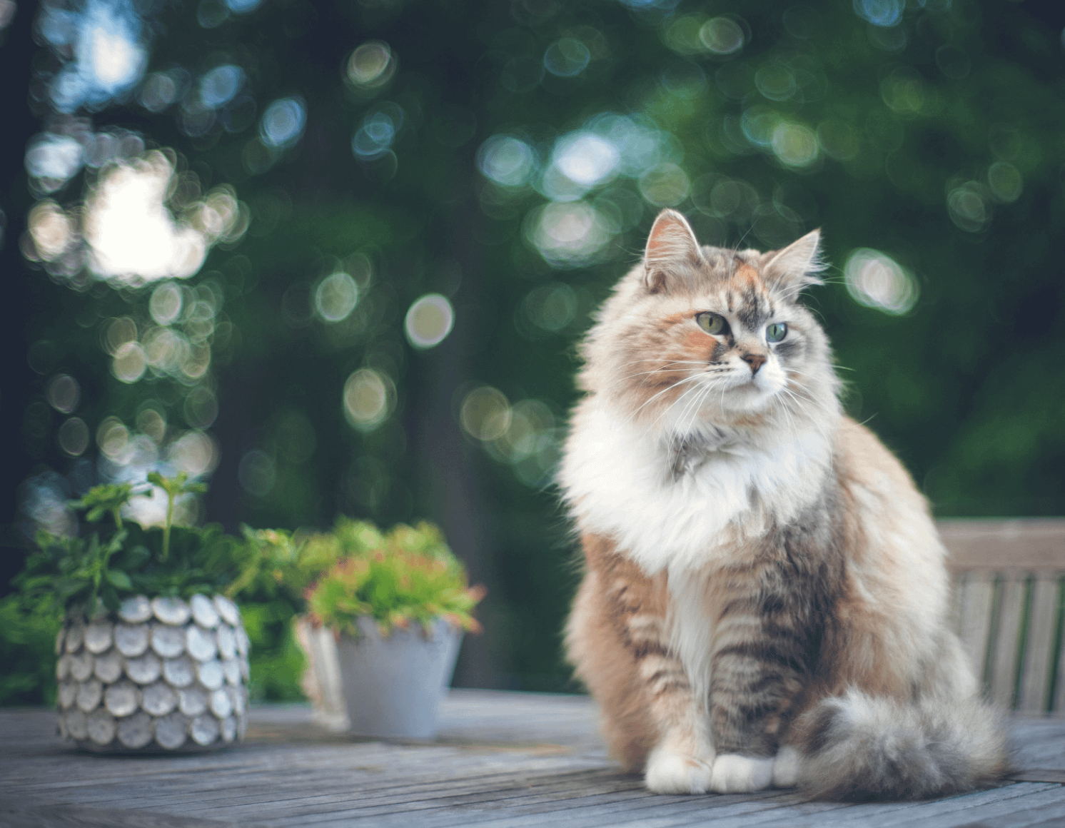 Siberian cat sitting on patio