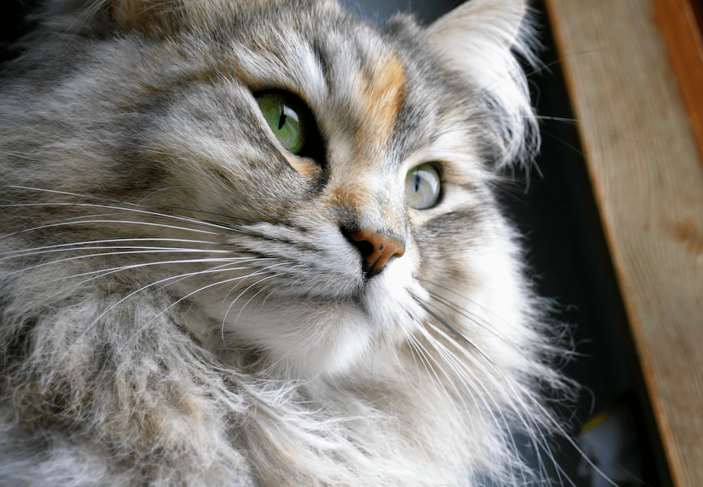 Siberian cat - friendliest cat breeds