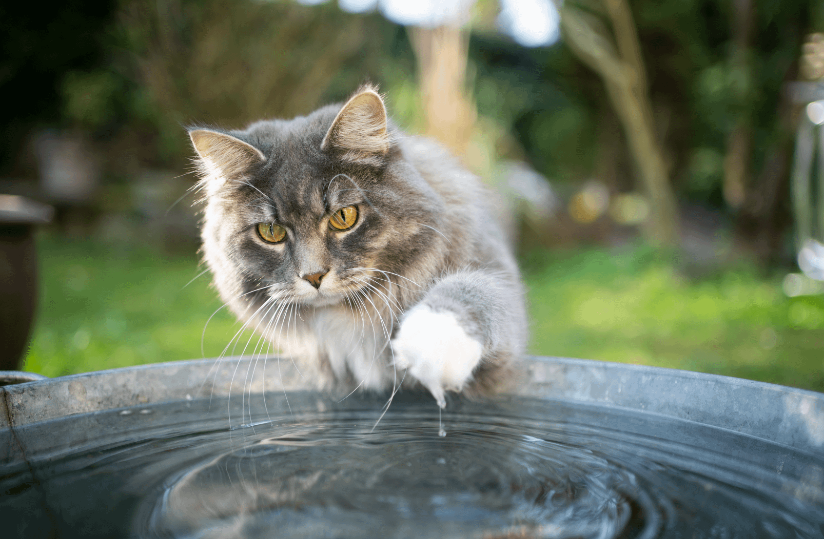 Siberian cat dipping paw in water