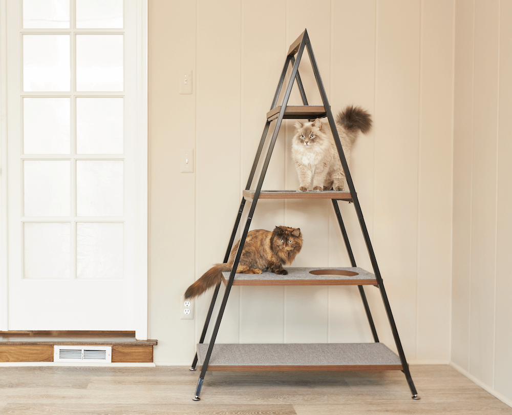 Siberian cats on cat tree pyramid