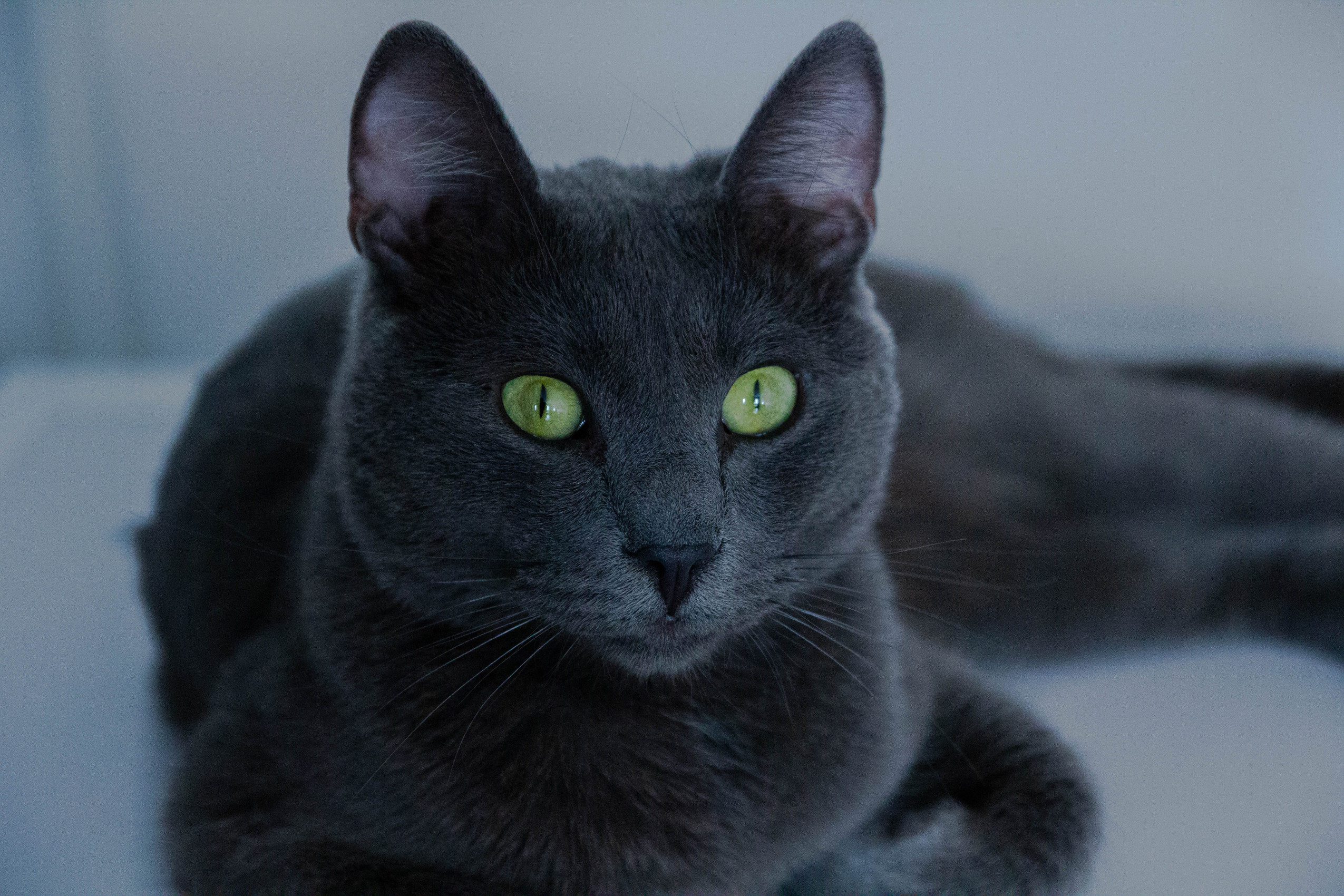 Russian Blue black cat with green eyes