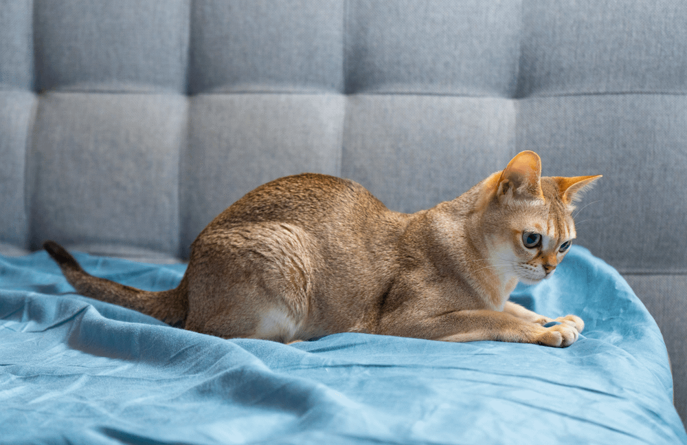 Singapura Cat Breed Profile Litter Robot Singapura Cat Breed Profile Litter Robot