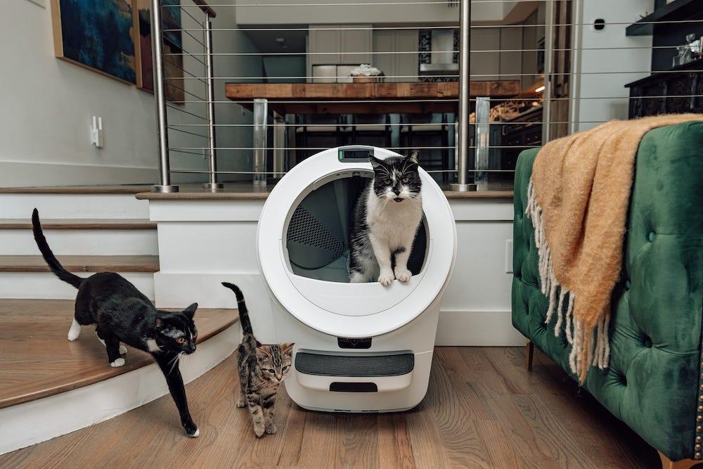 three cats with self-cleaning litter box Litter-Robot 5 Pro