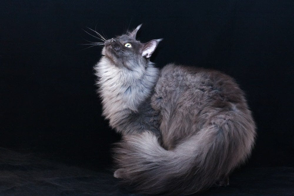 Maine Coon Colors - Smoke Maine Coon
