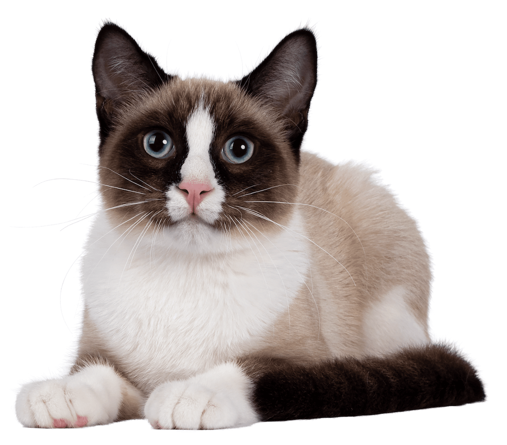Snowshoe cat
