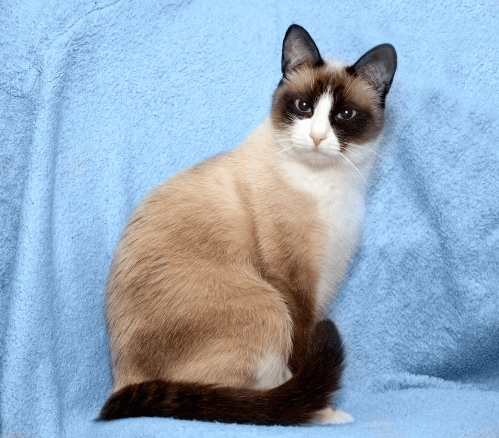 Siamese cat with white fashion feet