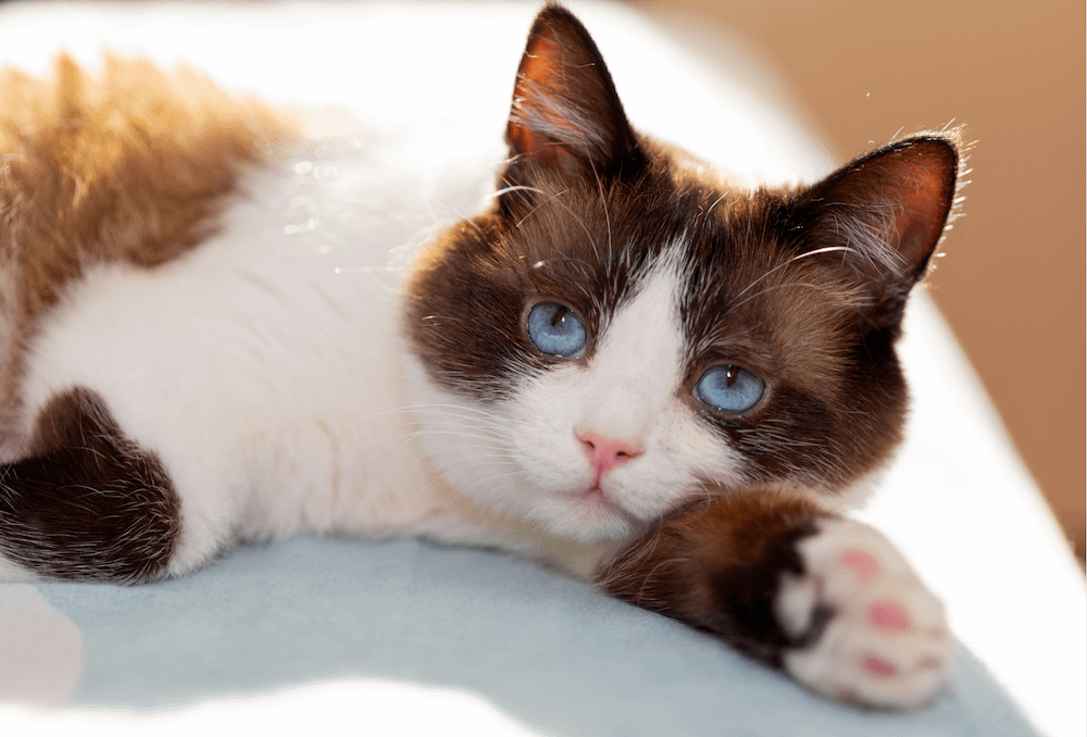 Snowshoe cat with white paw outstretched