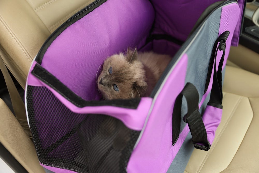 grey cat in soft cat carrier