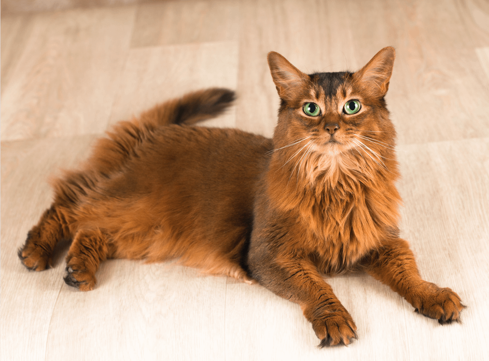 Somali cat lying on wood floor
