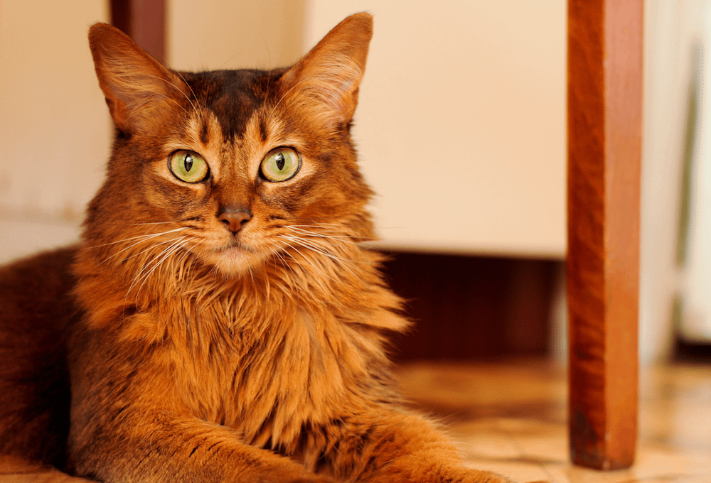 Somali cat sitting under table