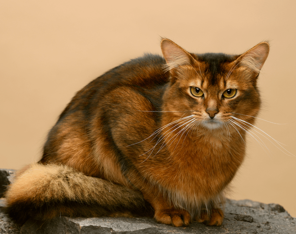 Somali cat